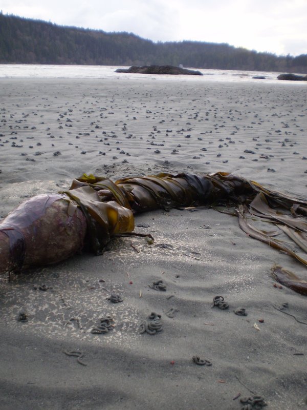 P3110083_beach-kelp